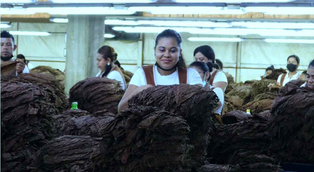 Processed tobacco leaf prepared for loose tobacco specification review