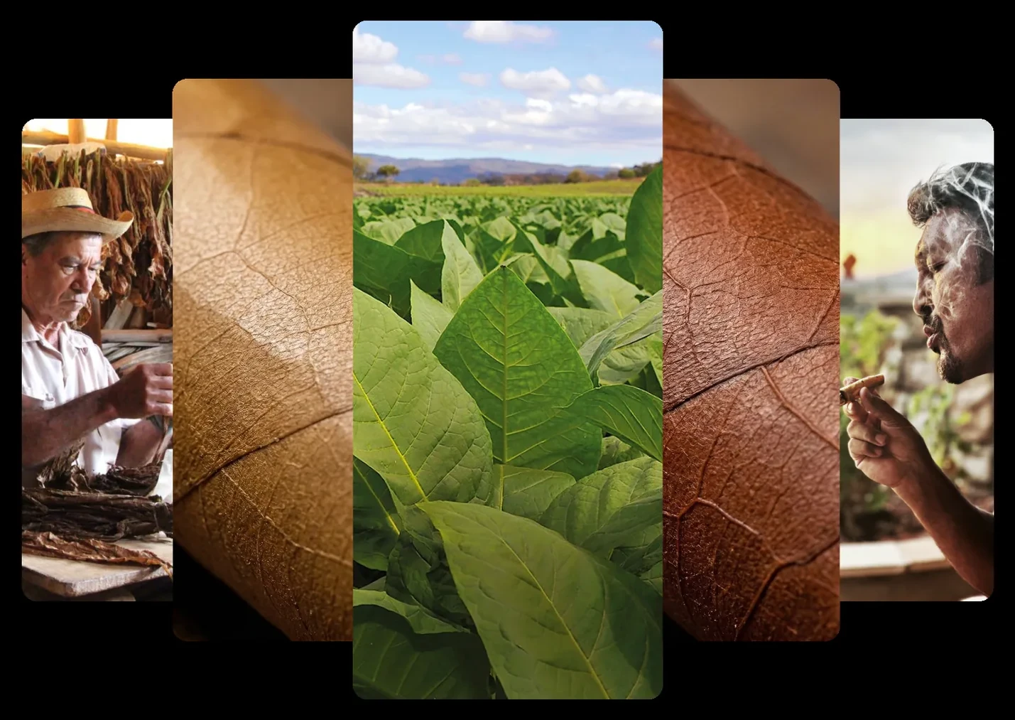 Packaging architecture and case-pack planning for private-label tobacco programs