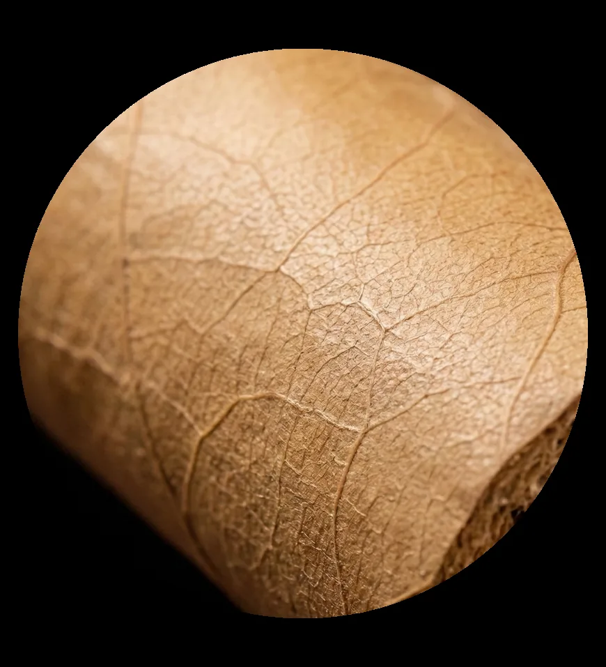 Volado tobacco leaf position reference